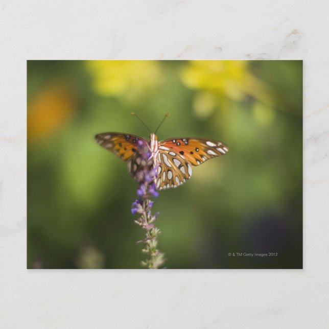 Postal Mariposa en flores silvestres (Anverso)
