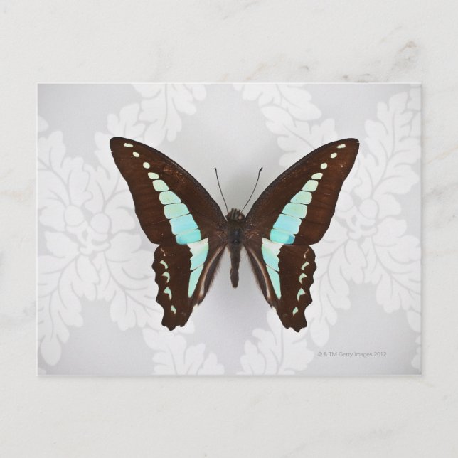 Postal Mariposa en fondo de fondo de fondo (Anverso)
