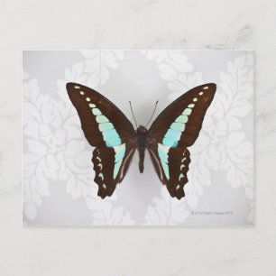 Postal Mariposa en fondo de fondo de fondo
