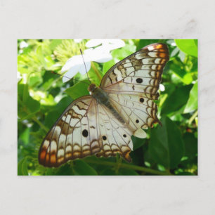 Postal Mariposa en Fotografía de Naturaleza Tropical Jazm
