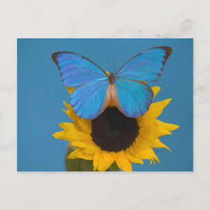 Postal Mariposa en Girasol