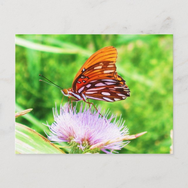 Postal Mariposa en la flor (Anverso)