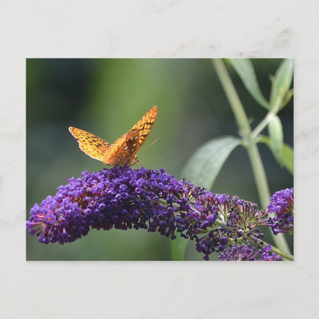 Postal Mariposa en la flor de mariposa (Anverso)