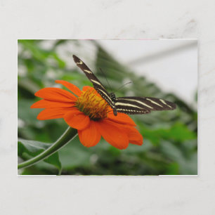 Postal Mariposa en la flor Naranja