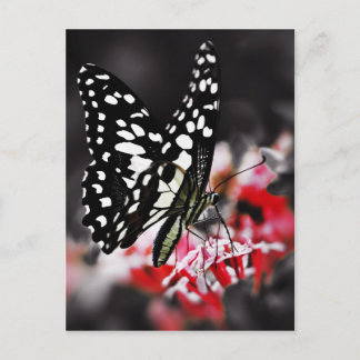 Postal Mariposa en la flor roja