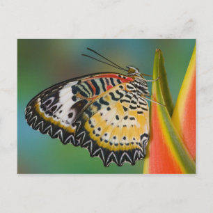 Postal Mariposa en la flor tropical