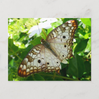 Postal Mariposa en la fotografía de la naturaleza tropica