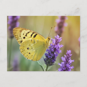 Postal Mariposa en lavanda