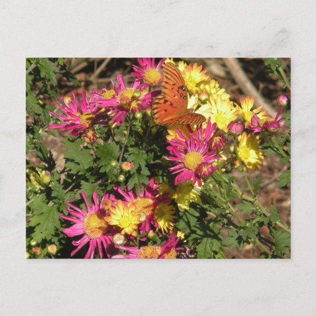 Postal Mariposa en los jardines de Bellingrath (Anverso)