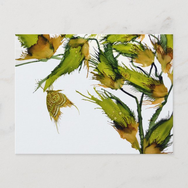 postal "Mariposa en Milkweed" (Anverso)