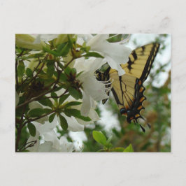 Postal Mariposa en primavera