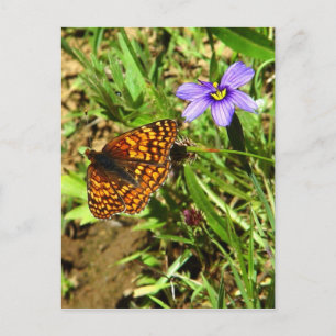 Postal Mariposa en primavera