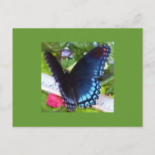 Postal Mariposa en primavera, Texas