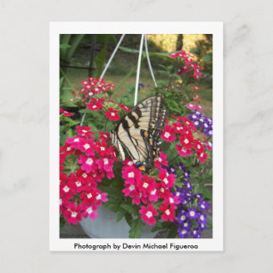 Postal Mariposa en Springtime