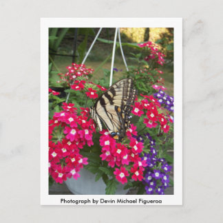 Postal Mariposa en Springtime