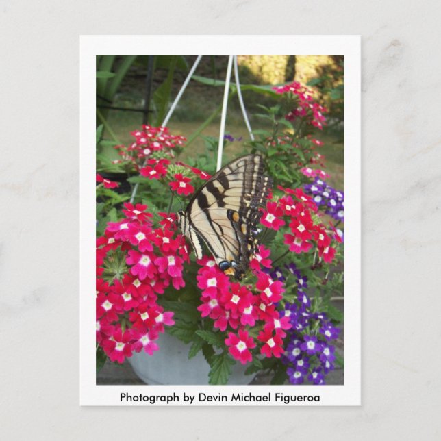 Postal Mariposa en Springtime (Anverso)