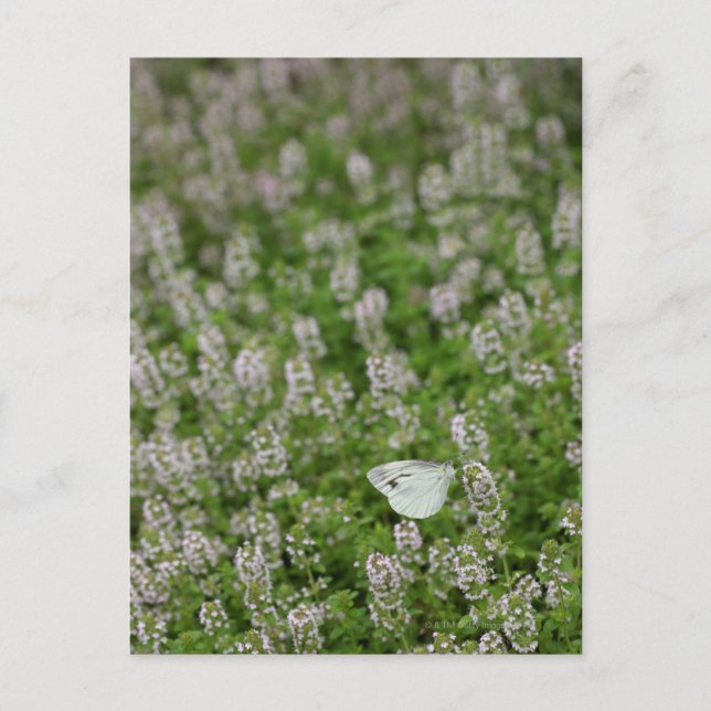 Postal Mariposa en Tomillo Rastrero (Anverso)