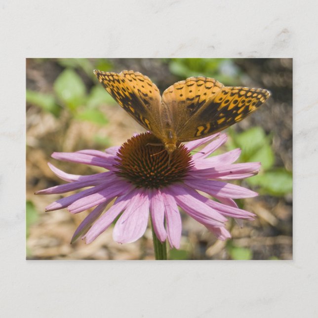 Postal Mariposa en un conefluente morado (Anverso)