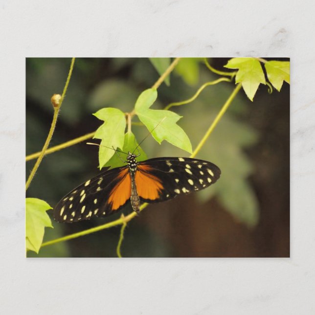 Postal Mariposa en un jardín (Anverso)