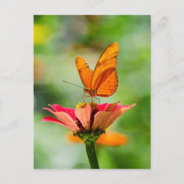 Postal Mariposa en una flor