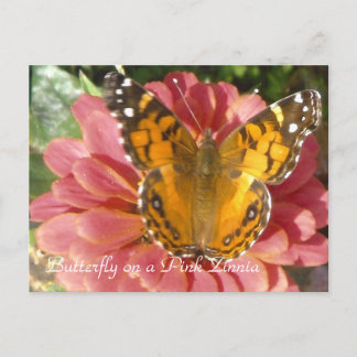 Postal Mariposa en una zinnia rosa