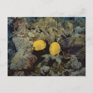 Postal Mariposa enmascarada001-01