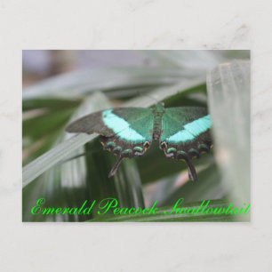 Postal Mariposa Esmeralda Peacock Swallowtail # 1