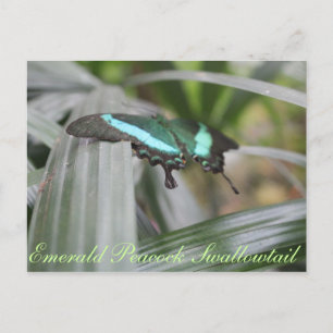 Postal Mariposa Esmeralda Peacock Swallowtail # 6
