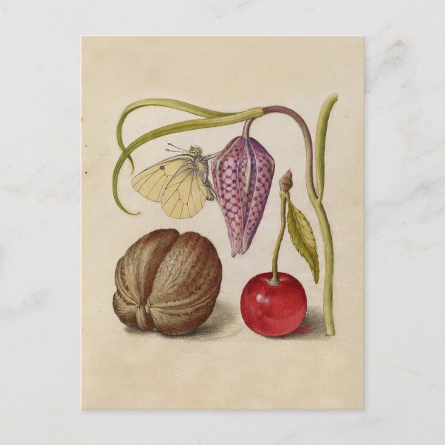 Postal Mariposa Flor de nuez de nuez de flores de cerezo  (Anverso)