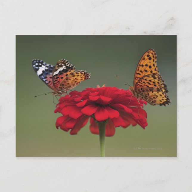 Postal Mariposa Fritillaria (Hiperbius Argyreus) en 2 (Anverso)