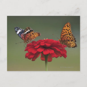 Postal Mariposa Fritillaria (Hiperbius Argyreus) en 2