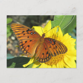Postal Mariposa Fritillary del Golfo descansando sobre gi