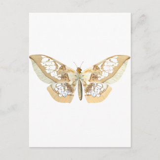 Postal Mariposa Glass Wing