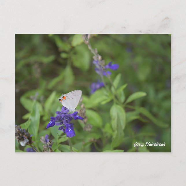 Postal Mariposa Gray Hairstren (Anverso)