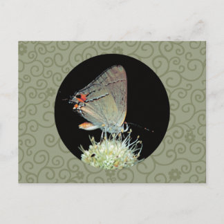 Postal Mariposa Gray Hairstren