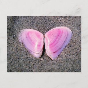 Postal Mariposa hecha de conchas
