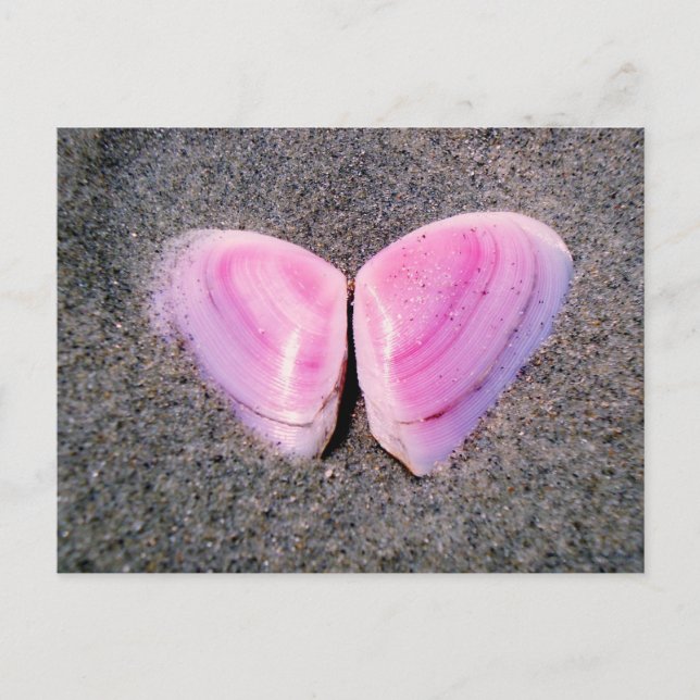 Postal Mariposa hecha de conchas (Anverso)