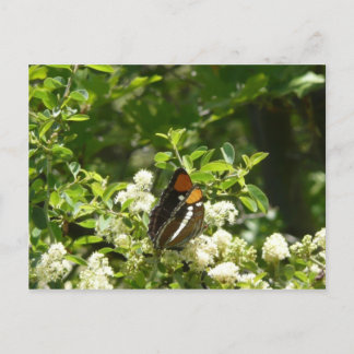 Postal Mariposa Hermana de California en Yosemite