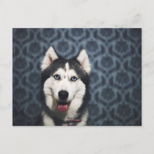 Postal Mariposa Husky posando con un oscuro fondo
