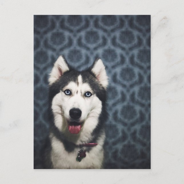 Postal Mariposa Husky posando con un oscuro fondo (Anverso)
