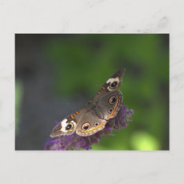 Postal Mariposa I