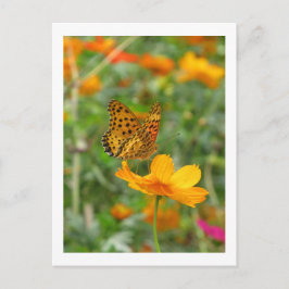 Postal Mariposa Indian Fritillary y flores de cosmos