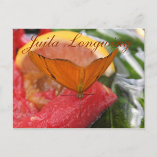 Postal Mariposa Julia Longwing # 3