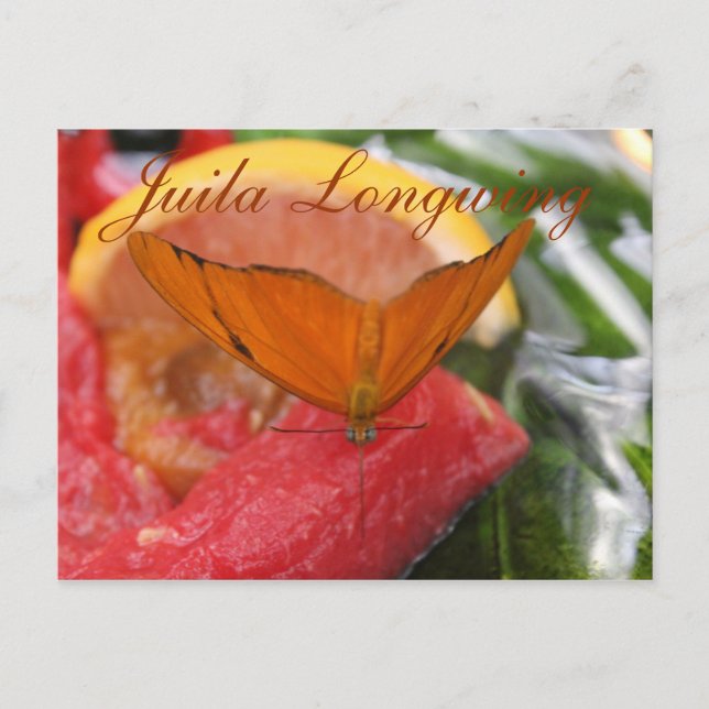 Postal Mariposa Julia Longwing # 3 (Anverso)