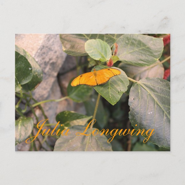 Postal Mariposa Julia Longwing # 4 (Anverso)
