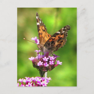 Postal Mariposa Lady Americana