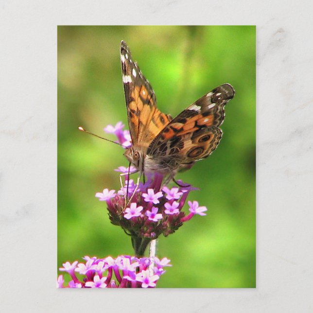 Postal Mariposa Lady Americana (Anverso)
