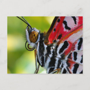 Postal Mariposa Lady Pintada/Postal
