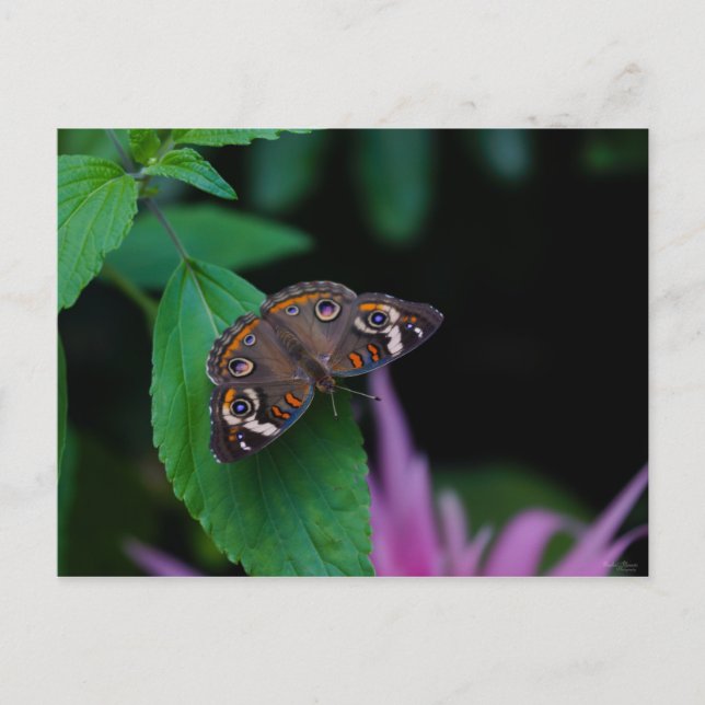 Postal Mariposa localizada (Anverso)