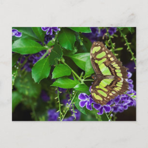 Postal Mariposa malaquita sobre la flor morada